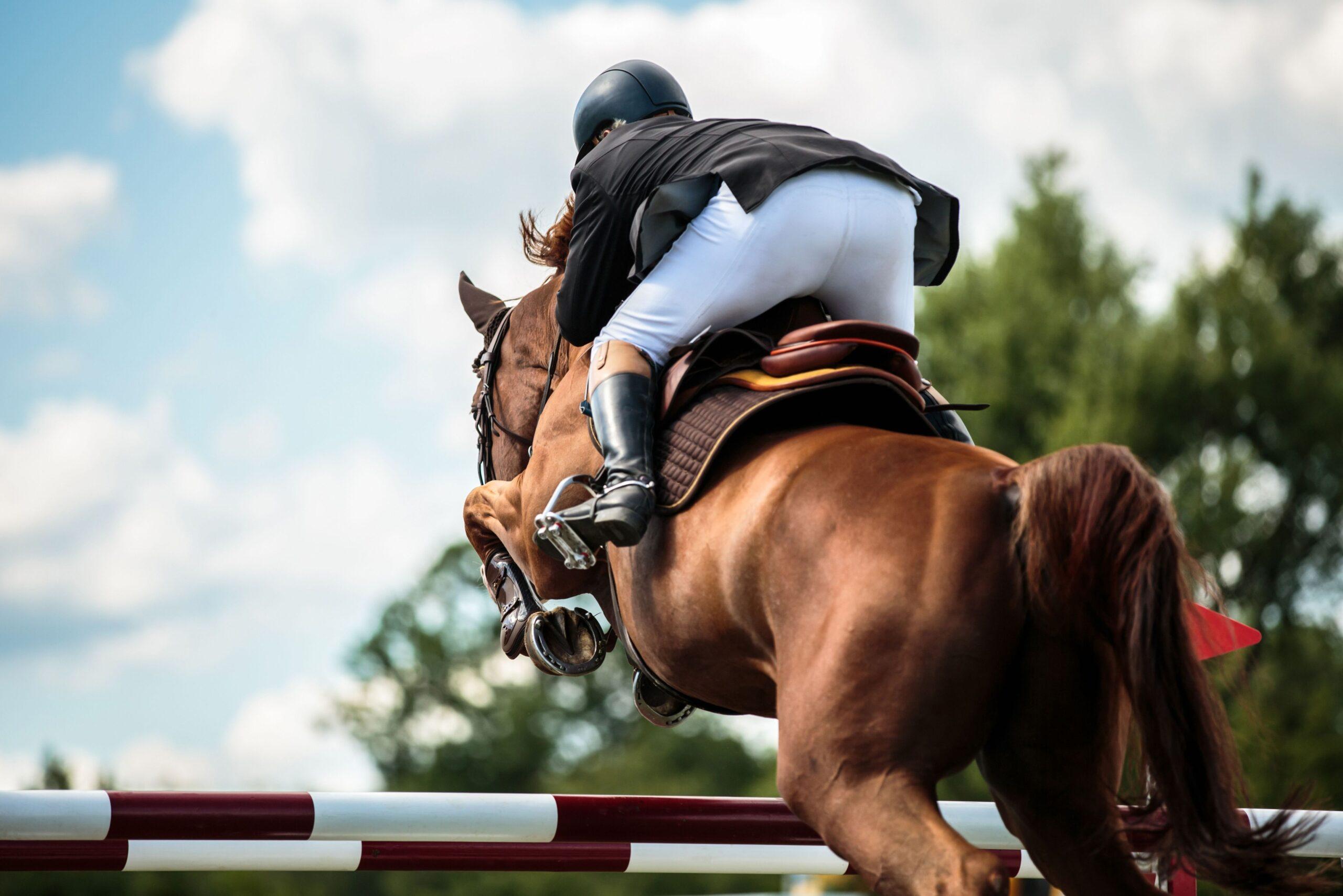 Sport horse showing power and balance while clearing a jump